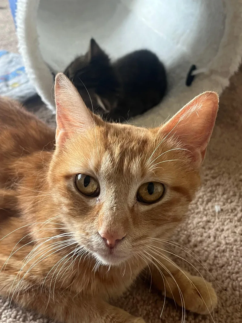 An adult medium-sized female American Shorthair cat named Daisy for adoption in Walnut Creek, CA