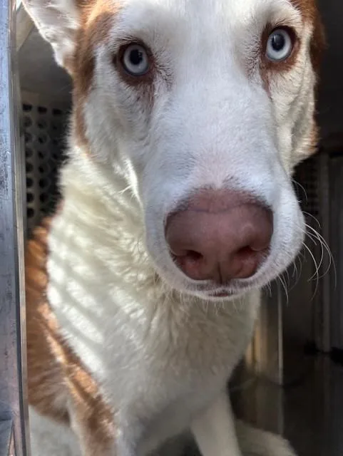 A young large-sized male Siberian Husky dog named Chase for adoption in Phoenix, AZ