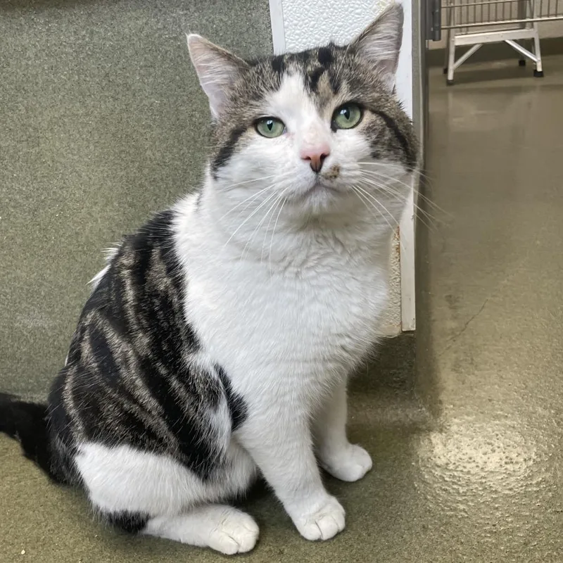 Muffin Man thumbnail 2