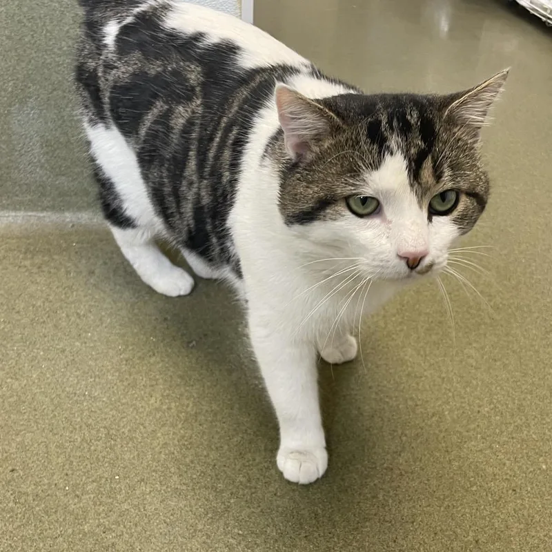 Muffin Man thumbnail 3