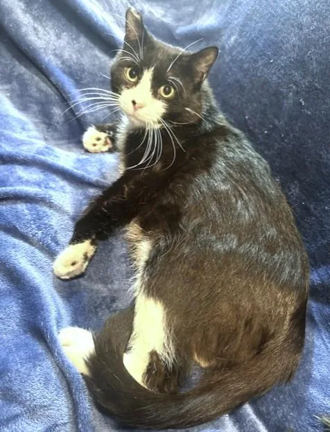 A young large-sized male Black & White / Tuxedo Siberian cat named Silly Scruff Stunning for adoption in Danbury, CT