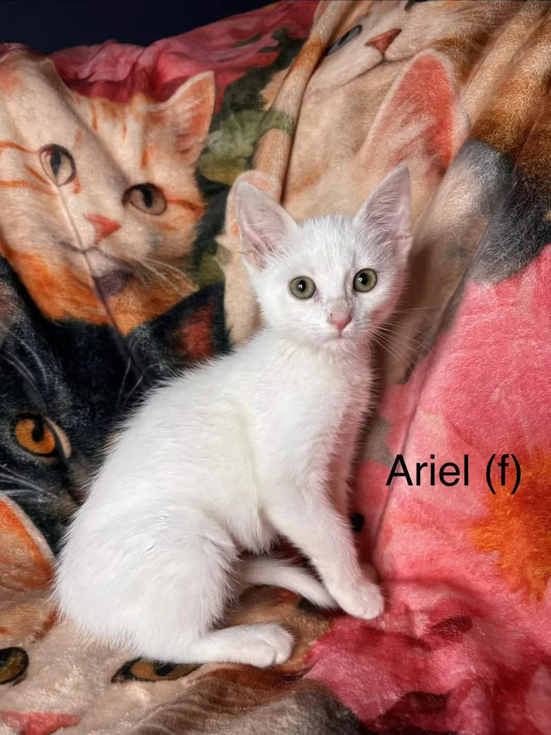 A baby small-sized female White Domestic Short Hair cat named Ariel for adoption in Woodlawn, TN