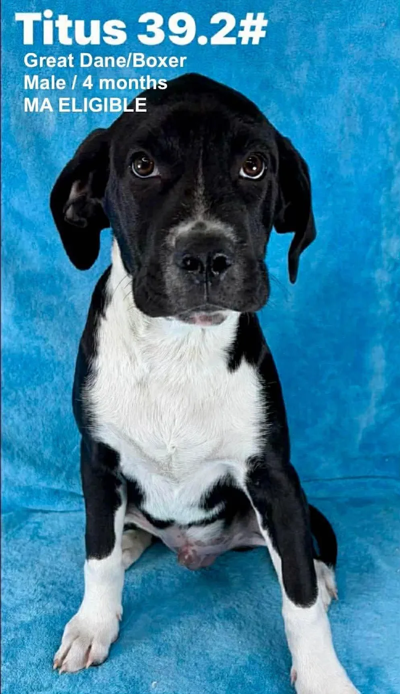 A young extra large-sized male Great Dane dog named Titus for adoption in Pomfret Center, CT