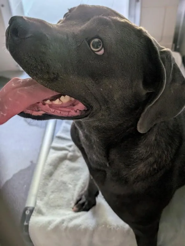 An adult medium-sized female Pit Bull Terrier dog named Bonnie Tyler for adoption in El Cajon, CA
