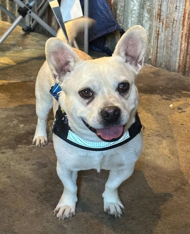 An adult small-sized male White / Cream French Bulldog dog named Frenchua for adoption in Jamul, CA