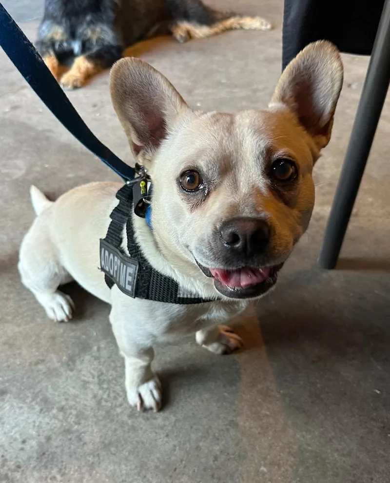 Frenchua thumbnail 2