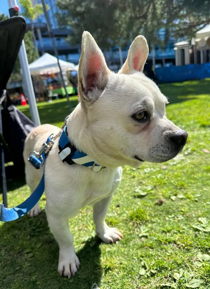 Frenchua thumbnail 3