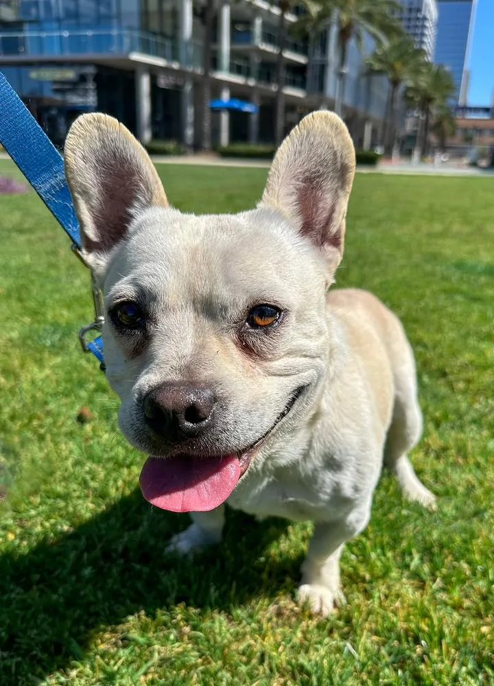 Frenchua thumbnail 4