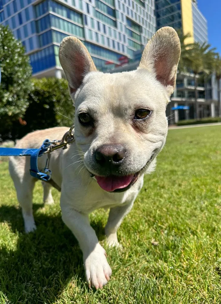 Frenchua thumbnail 5