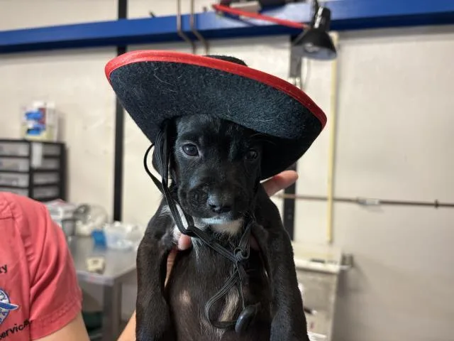 A baby small-sized male Hound dog named Krill for adoption in Panama City, FL