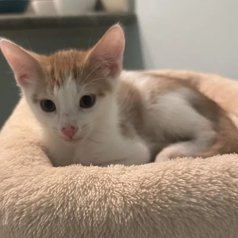 A baby small-sized male Orange / Red Domestic Short Hair cat named Joey for adoption in Los Angeles, CA
