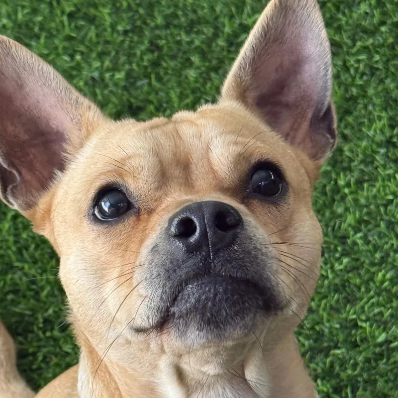 An adult small-sized male Yellow / Tan / Blond / Fawn Mixed Breed dog named Chaz for adoption in Sonoma, CA