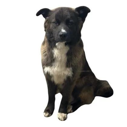 A young medium-sized male Labrador Retriever dog named Mr. Smokey for adoption in Red Bluff, CA
