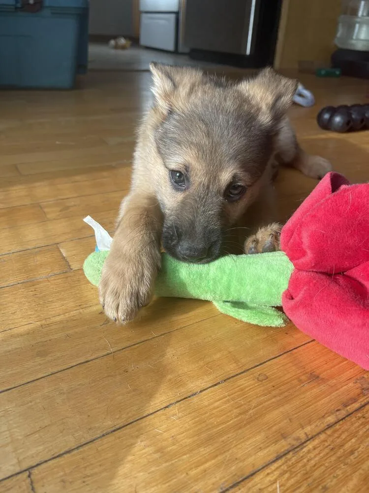 A baby large-sized male Pumi dog named Kermit for adoption in Plymouth, MN