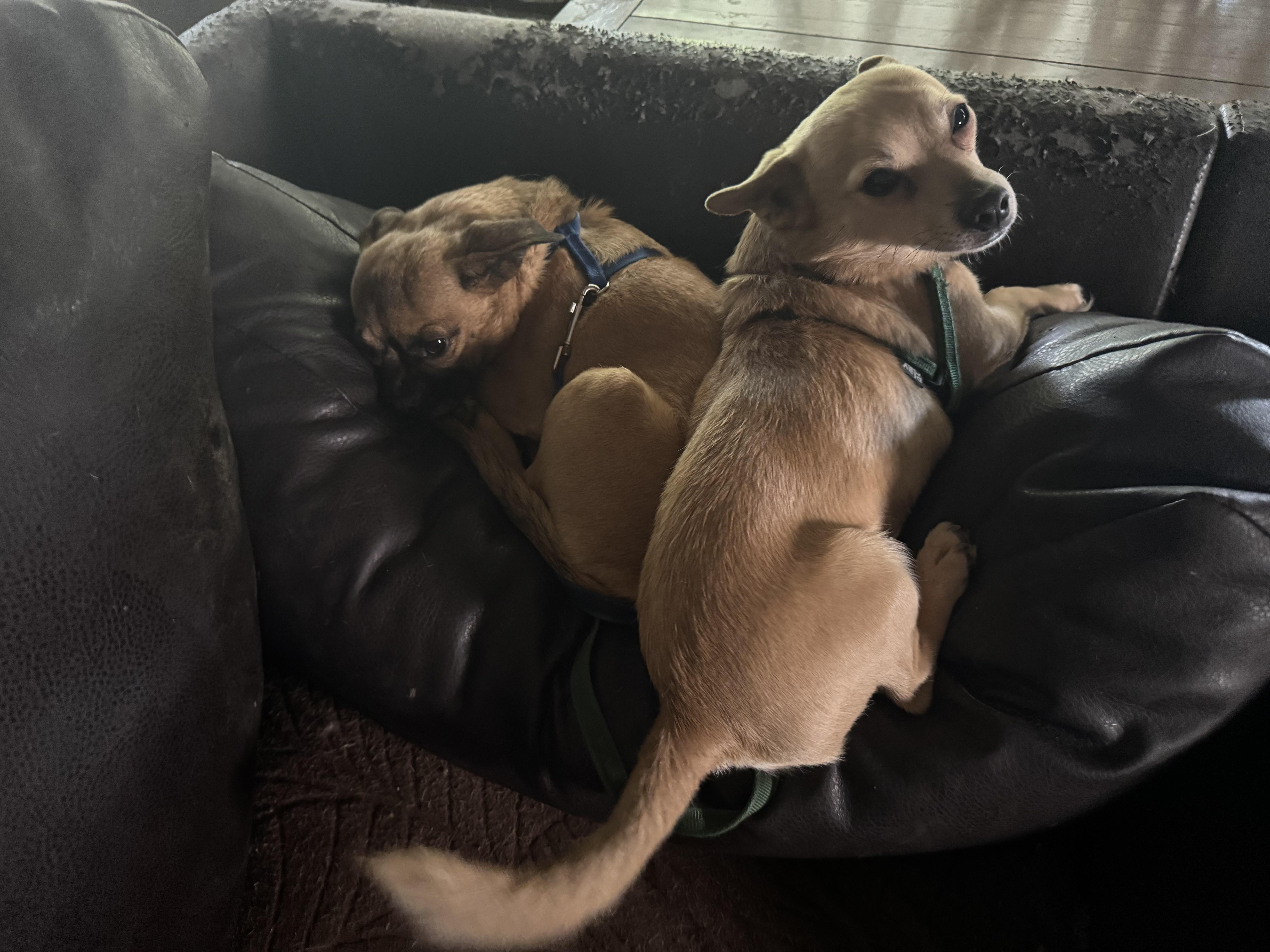 Buddychi thumbnail 2