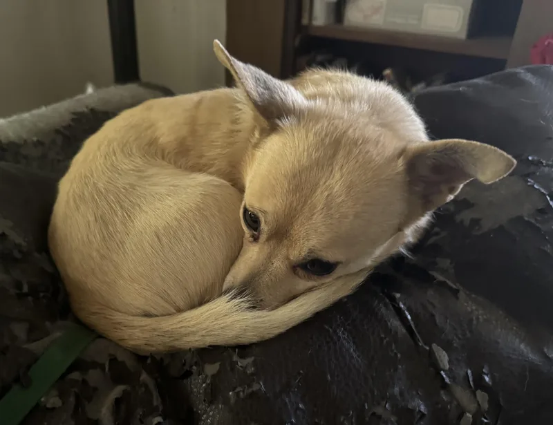 Buddychi thumbnail 4