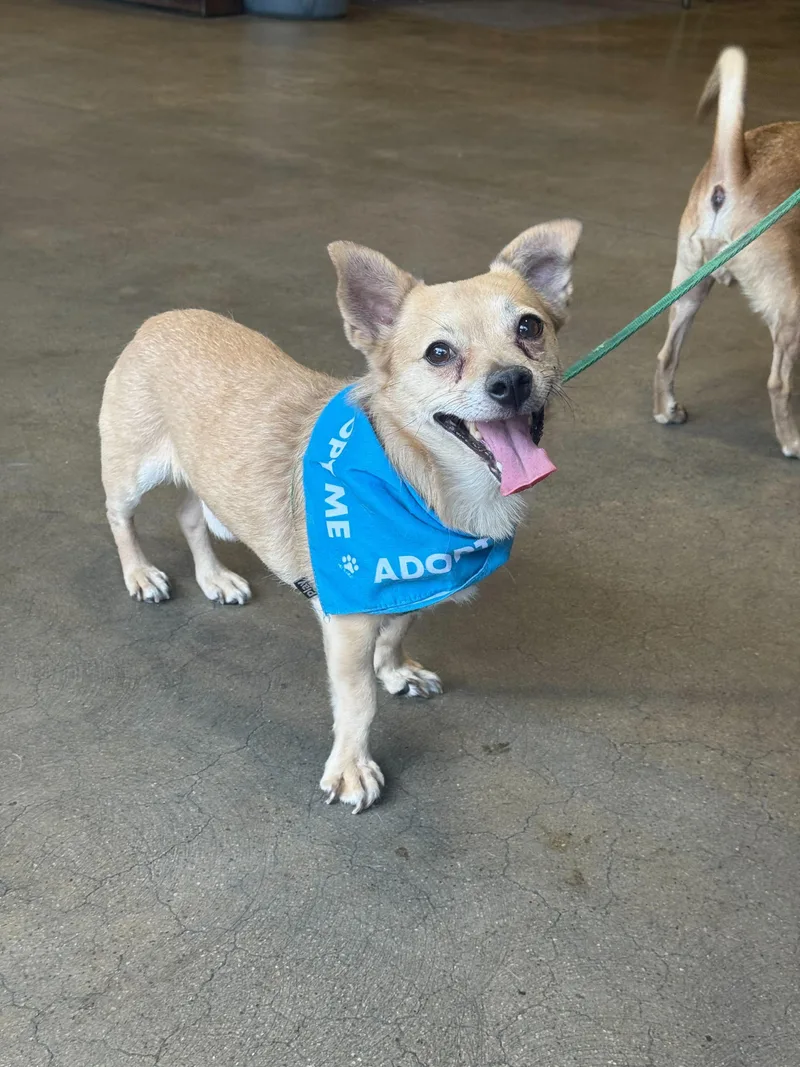 Buddychi thumbnail 6