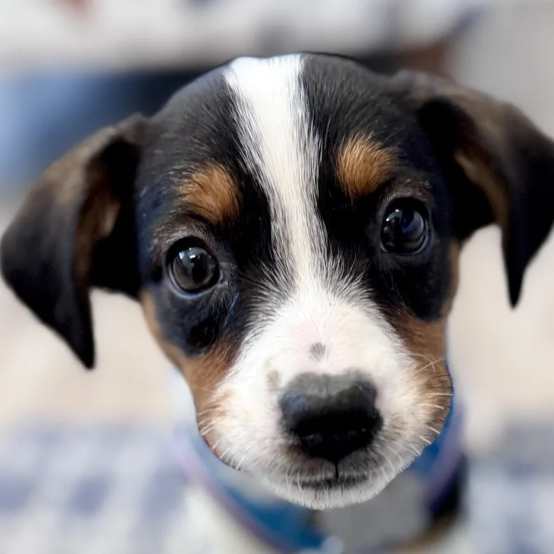 A baby medium-sized female Australian Shepherd dog named Sydney for adoption in Palatine, IL