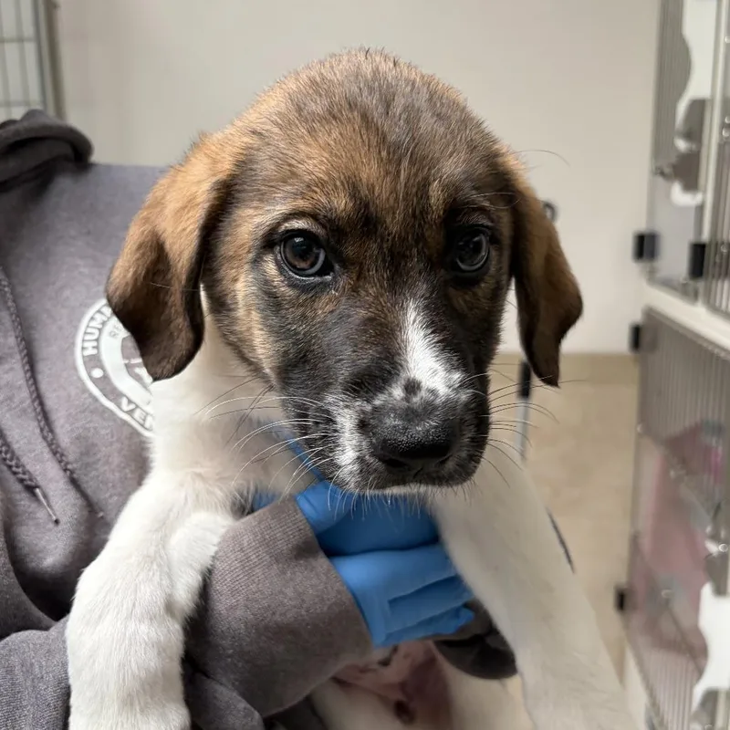 A baby small-sized female Brown / Chocolate Great Pyrenees dog named Bananas for adoption in Ojai, CA