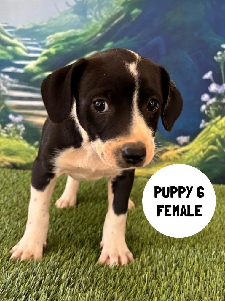 A baby small-sized female Labrador Retriever dog named Colette for adoption in Rutherfordton, NC