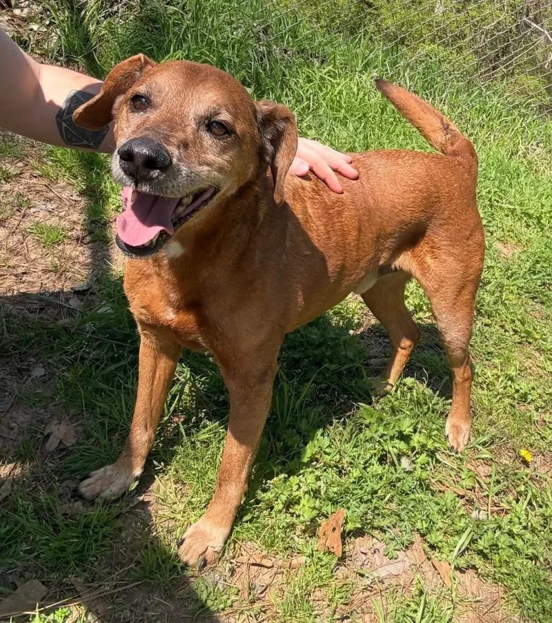 Papa Red thumbnail 2