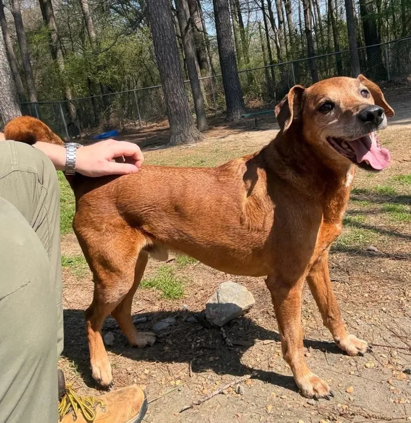 Papa Red thumbnail 3