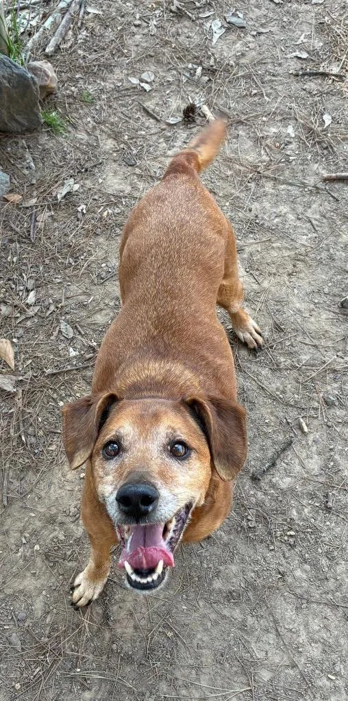 Papa Red thumbnail 4