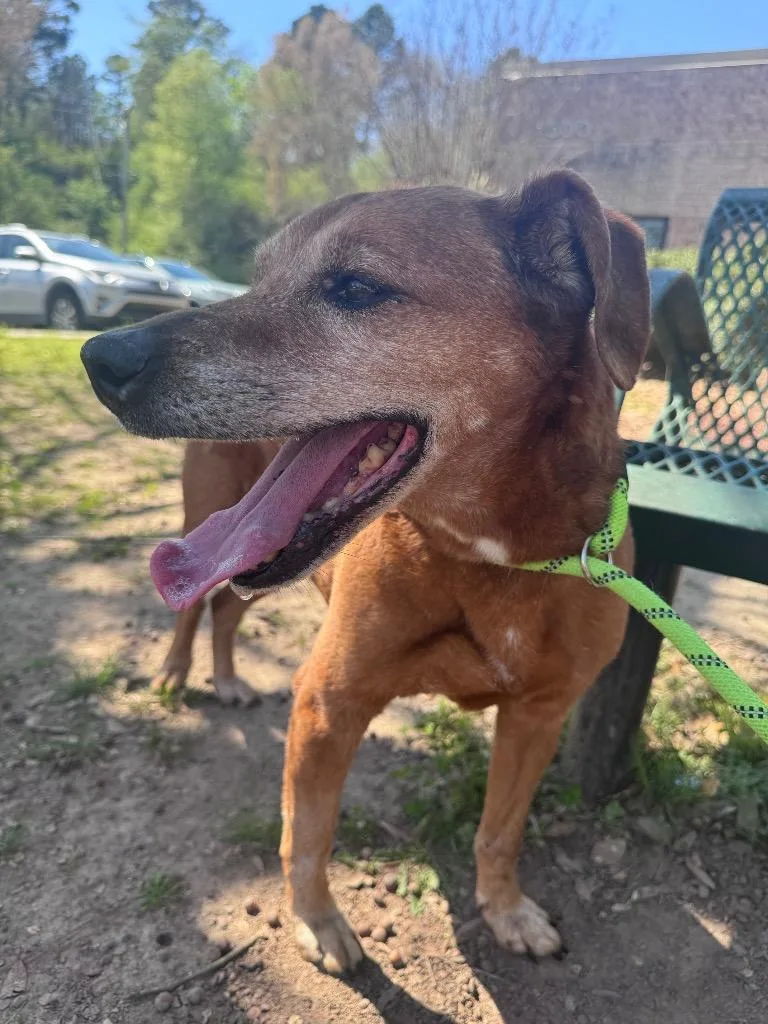 Papa Red thumbnail 5