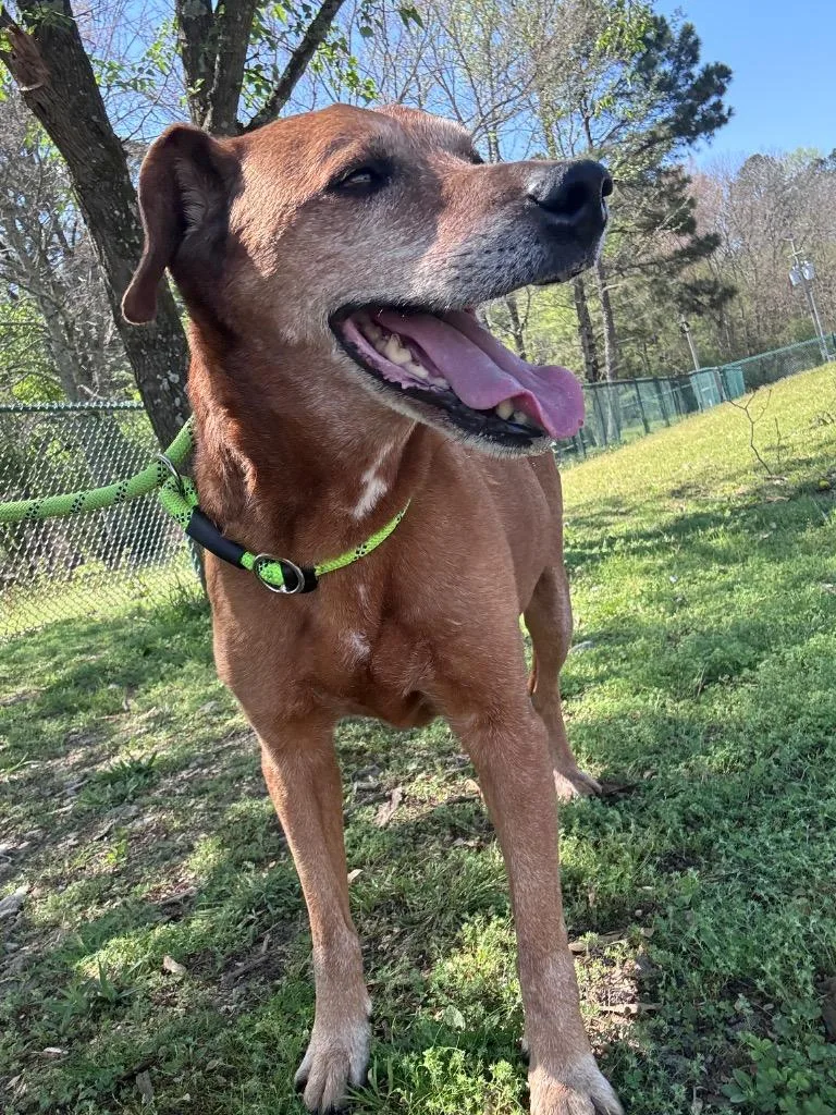 Papa Red thumbnail 6