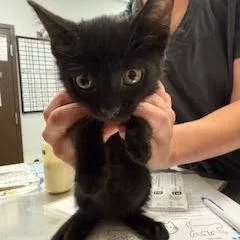 A baby small-sized female Black Domestic Short Hair cat named Mimsi for adoption in Durango, CO