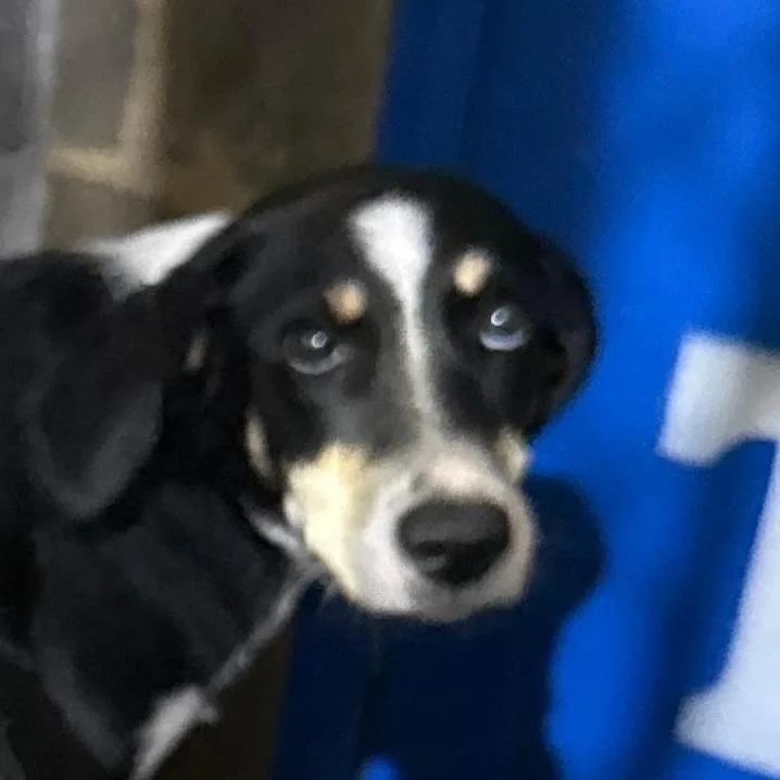 A young medium-sized female Hound dog named Lainey for adoption in Gainesville, GA