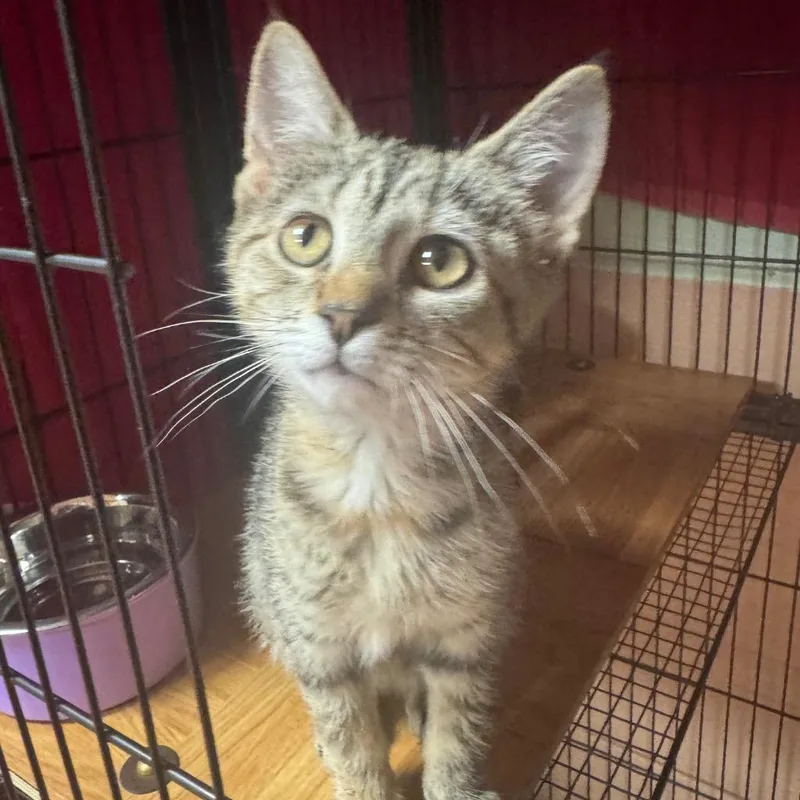 A baby medium-sized female Domestic Short Hair cat named Raja for adoption in Olean, NY