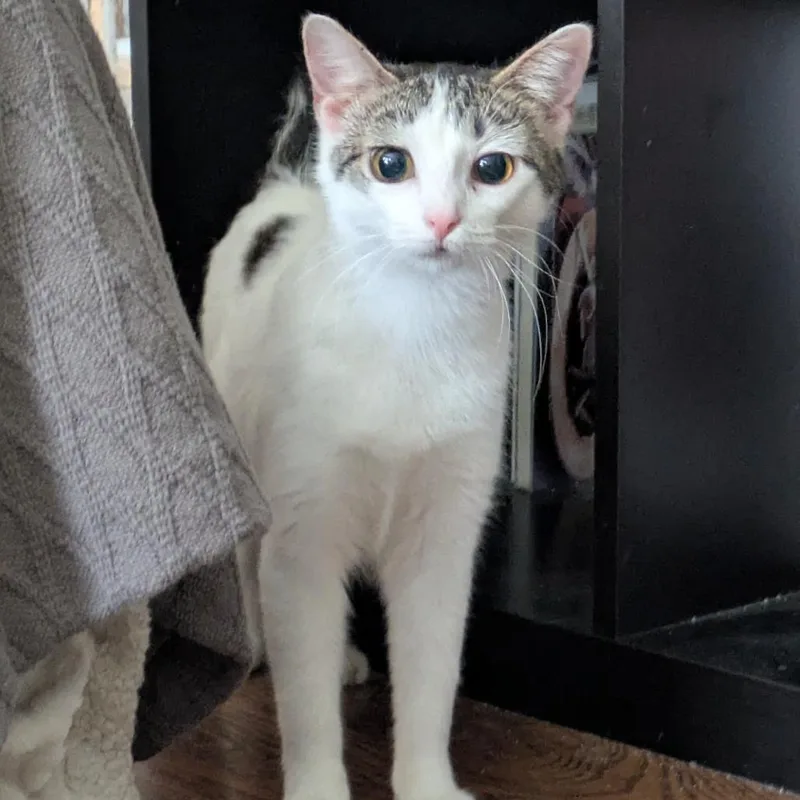 An adult medium-sized female Brown / Chocolate Domestic Short Hair cat named Prose for adoption in Evanston, IL