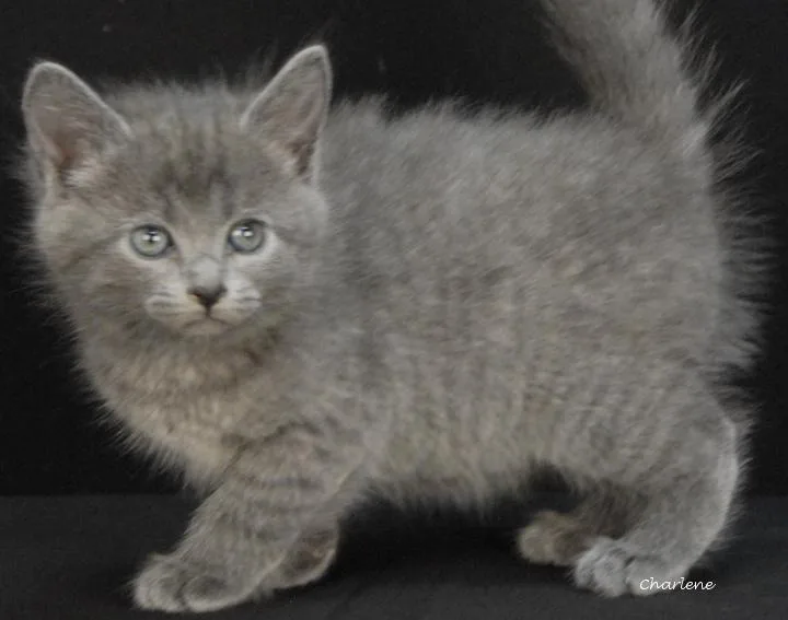 A baby medium-sized female Gray / Blue / Silver Domestic Short Hair cat named Petal for adoption in Newland, NC