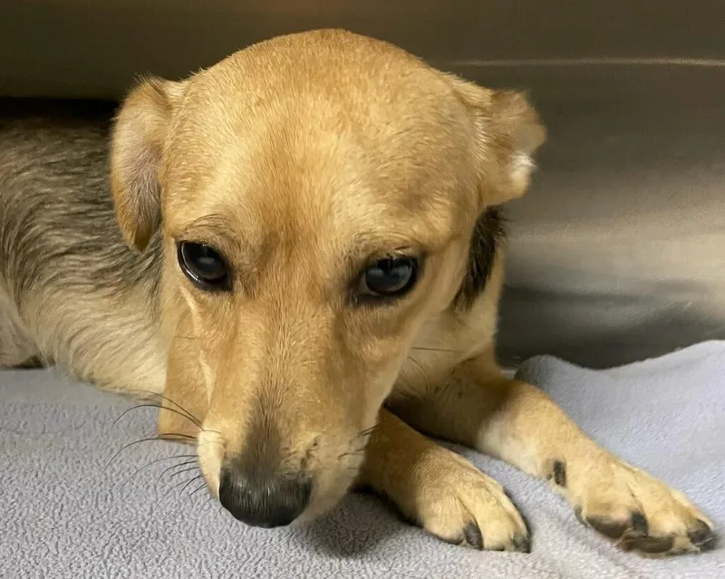 A young small-sized male Chihuahua dog named Coke for adoption in Polson, MT