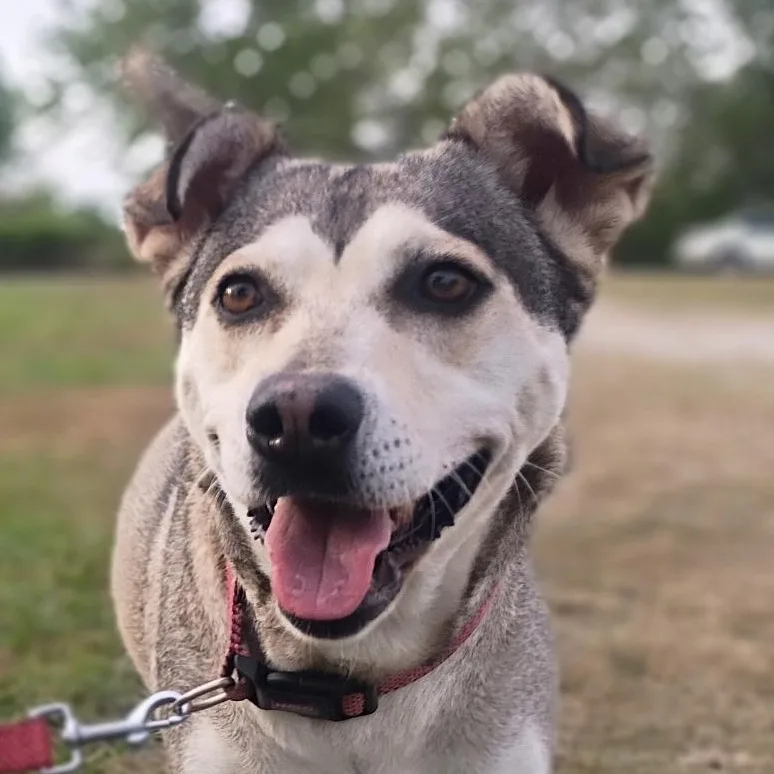 An adult medium-sized female White / Cream Husky dog named Sunny  Gentle Spirit for adoption in Houston, TX