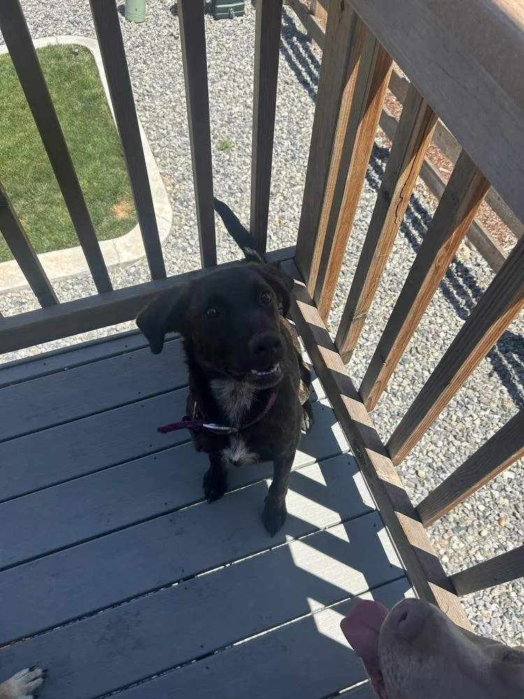 A young medium-sized female Labrador Retriever dog named Lady Lady for adoption in Aurora, CO