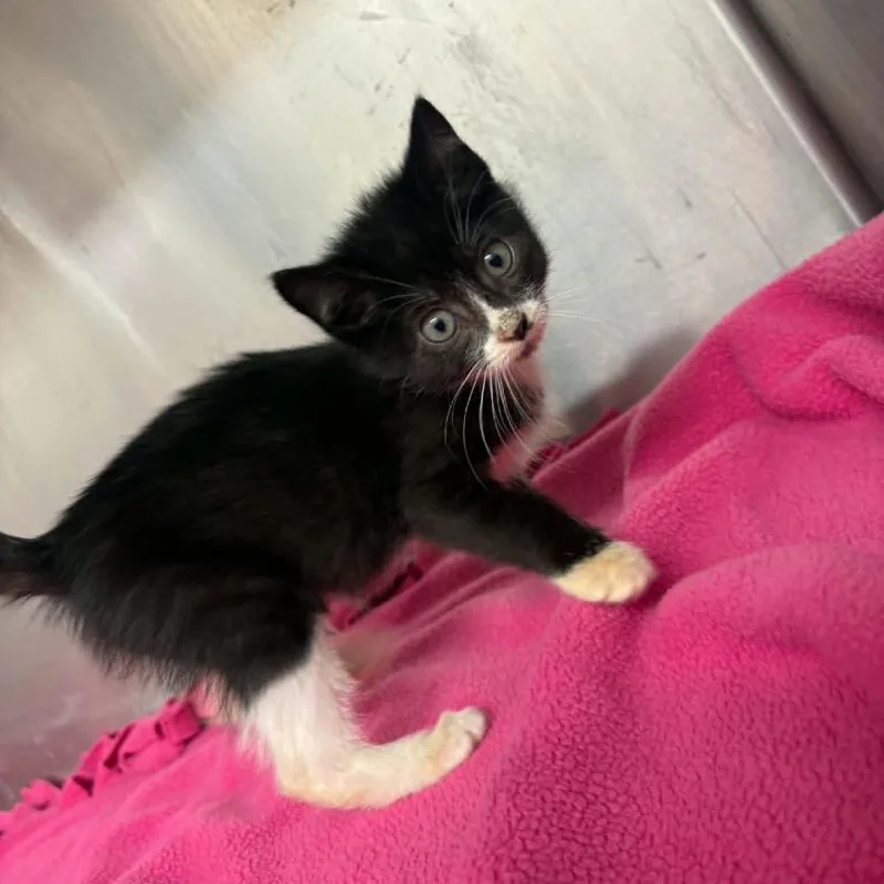 A baby small-sized female Black Domestic Short Hair cat named Bubbles C for adoption in Elbow Lake, MN
