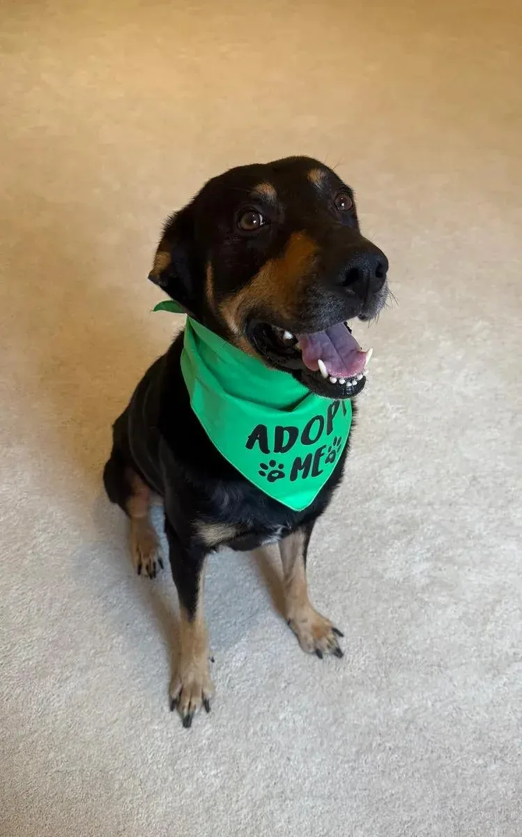 An adult large-sized male Bicolor Rottweiler dog named Damon for adoption in Polk, OH