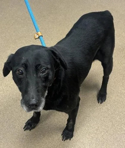 A senior large-sized female Mixed Breed dog named Atemoya for adoption in Chamblee, GA