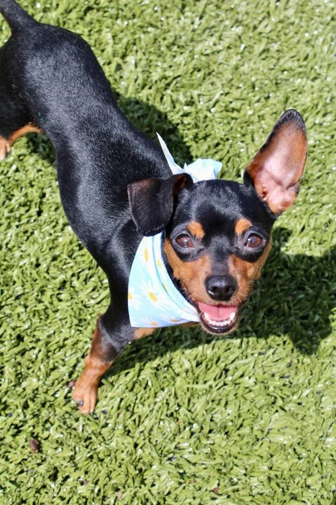 An adult medium-sized female Miniature Pinscher dog named Nyla for adoption in Morgantown, KY