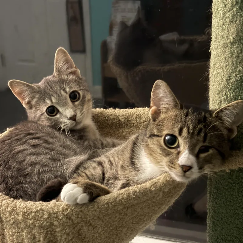 A baby medium-sized female Tabby (Brown / Chocolate) Domestic Short Hair cat named Winky & Minky for adoption in Andover, CT
