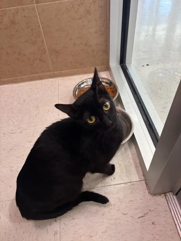 An adult medium-sized female Black Domestic Short Hair cat named Boo for adoption in Hobbs, NM