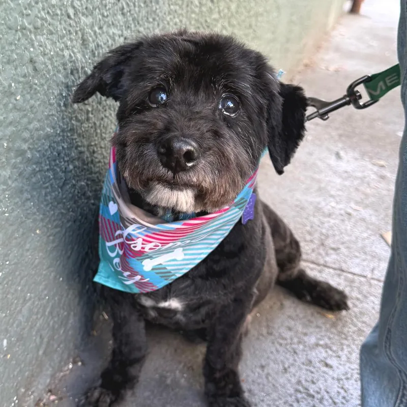 A senior medium-sized male Black Schnauzer dog named Cooper for adoption in San Francisco, CA
