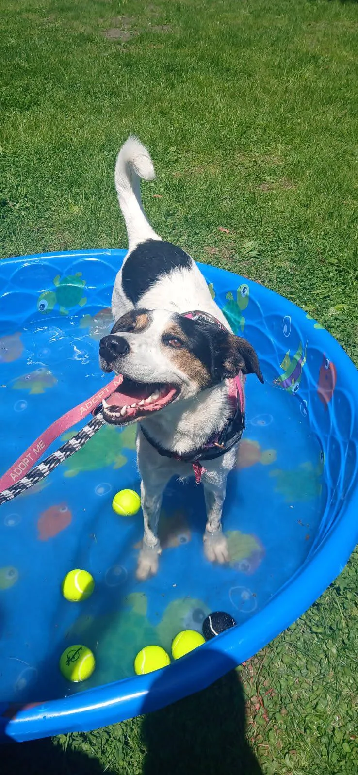 An adult medium-sized female Tricolor (Brown, Black, & White) Australian Cattle Dog / Blue Heeler dog named Missy for adoption in Warrenville, IL