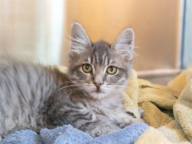A baby small-sized male Domestic Medium Hair cat named Alberto for adoption in Martinez, CA