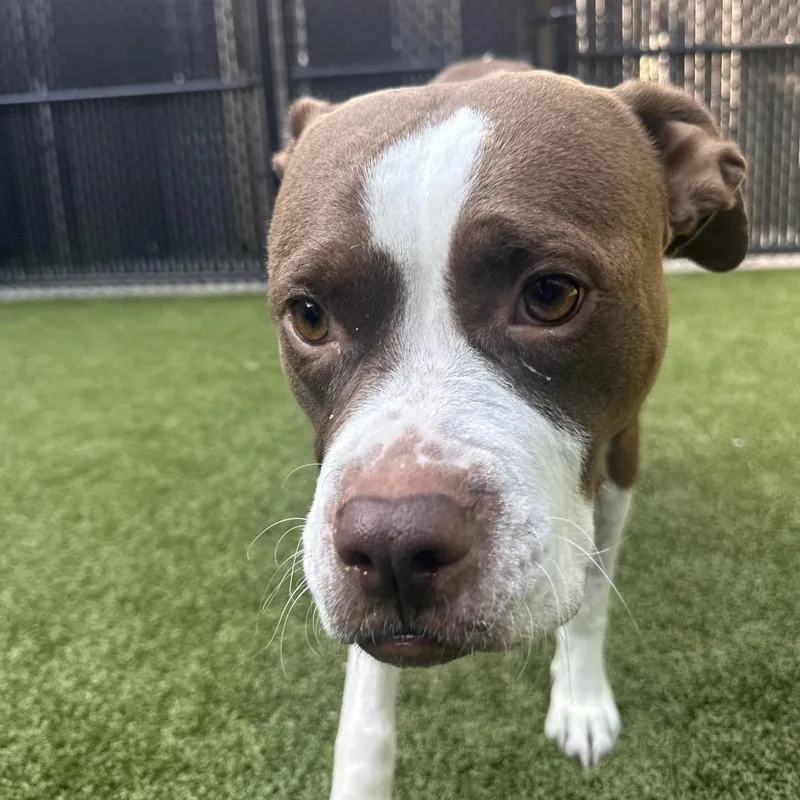 An adult large-sized female Brown / Chocolate Pit Bull Terrier dog named Roseanne for adoption in Greensboro, NC