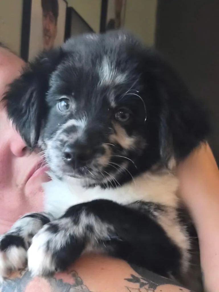Yoda