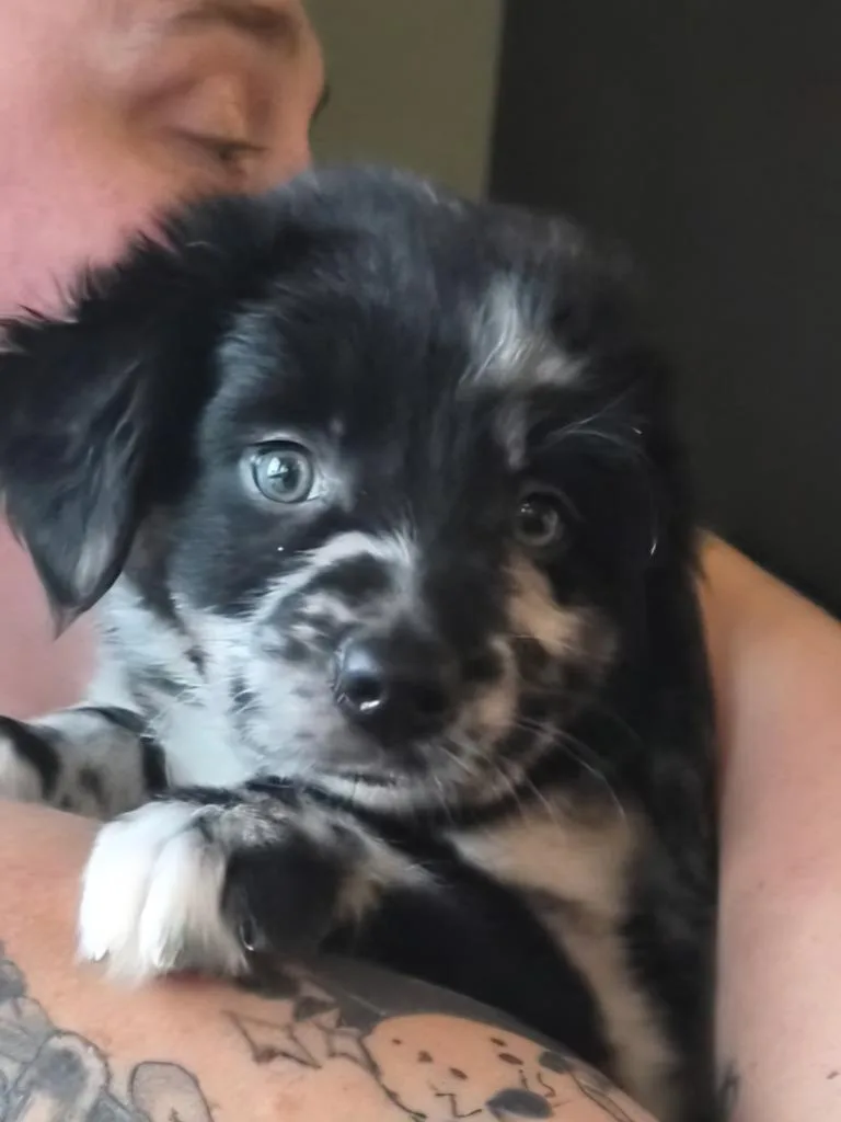 Yoda thumbnail 2