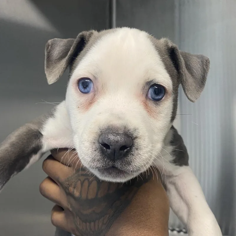 Scramble thumbnail 3